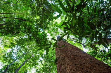 Büyük ağaç görünümü yeşil yaprakları arka plan ile uprisen