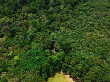 Derin yağmur ormanları yeşil ağaç güneşli gün kırsal, üstten görünüm