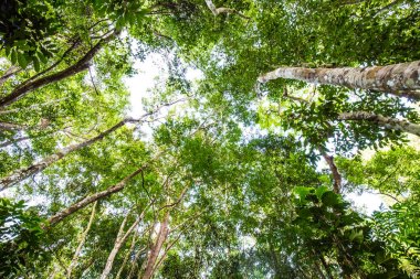 Yeşil ağaç bakış beyaz gökyüzü için metin, yeşillik derin orman üzerinde yaprak