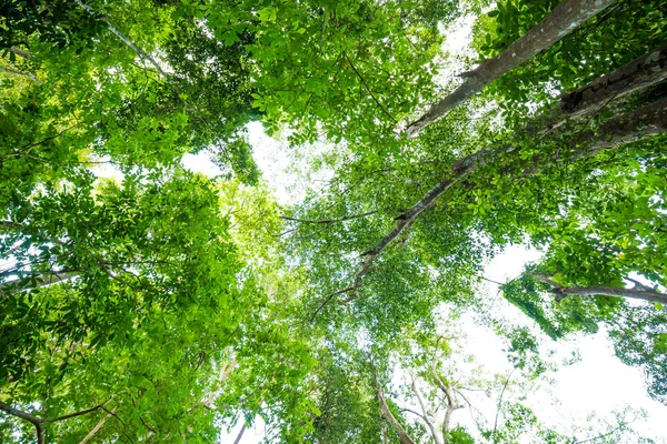 Зеленое Дерево Оставляет Вид Белое Небо Текста Foliage Глубокий Лес — стоковое фото