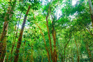 Yaprak yeşil ağaç bahçe ışık doğa manzara ile