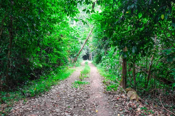 緑の熱帯雨林の自然歩道の通路 — ストック写真