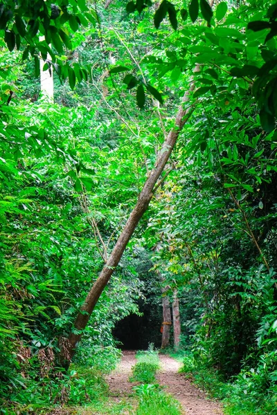 绿色热带森林自然小径走道 — 图库照片