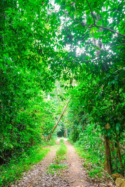 Paseo Verde Bosque Tropical Sendero Naturaleza — Foto de Stock