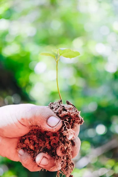 Man Houd Plant Met Bodem Hand Dicht Omhoog Ecologie Concept — Stockfoto