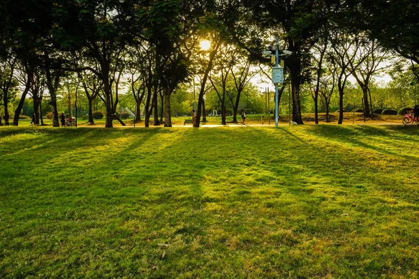 Sunset Light Tree Green Meadow City Park Good Environment Foliage — Stock Photo, Image