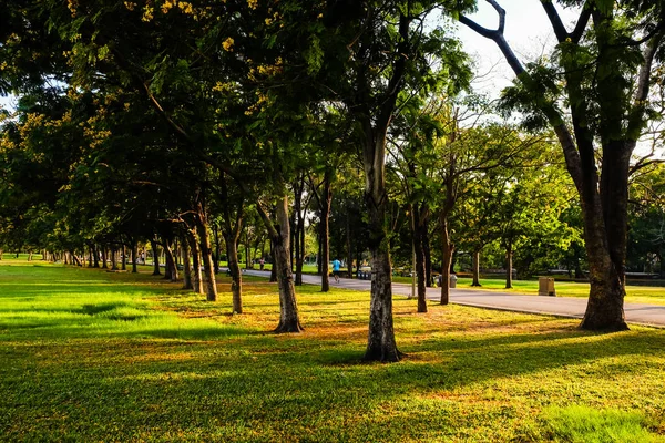 都市公園環境の良い葉で緑の草原と木に夕日の光 — ストック写真