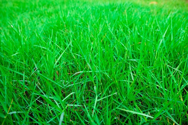 Grönt Gräs Natur Bakgrund Grön Äng — Stockfoto