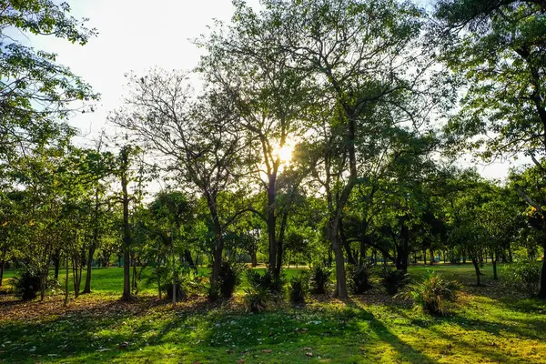 Центральный Общественный Парк Деревьями Зеленой Травой Закате — стоковое фото