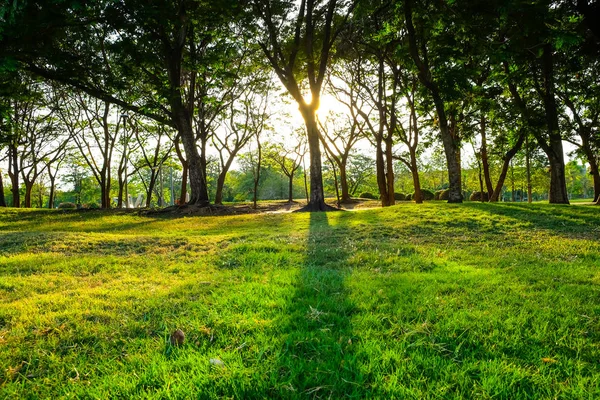 都市公園環境の良い葉で緑の草原と木に夕日の光 — ストック写真