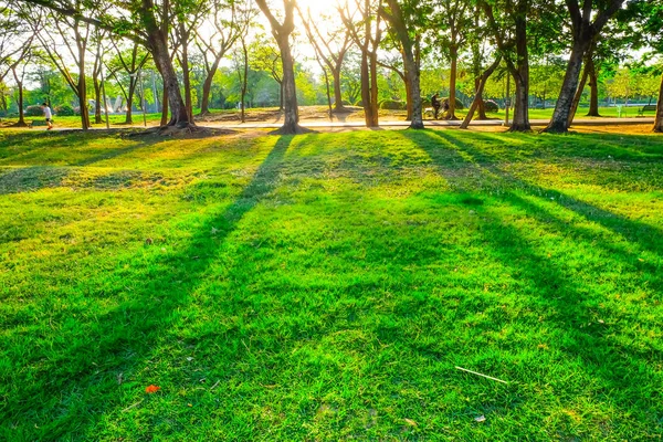 Centrala Offentliga Park Med Träd Och Grönt Gräs Medan Sunset — Stockfoto