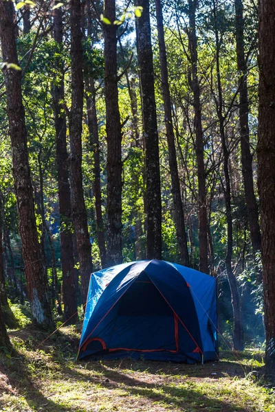 Camping tent under pin tree with smoke from cooking, Adventure concept
