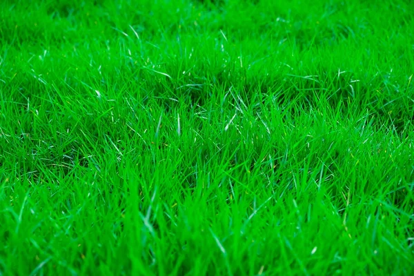Grünes Gras Natur Hintergrund Grüne Wiese — Stockfoto