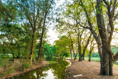 Şehir Parkı yeşil ağaç yaprakları ile gölet