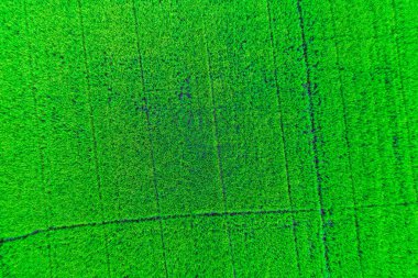 Pirinç planttion alan hava atış dron yeşil paddy alanından