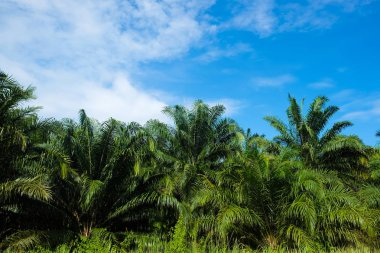 Palmiye yağı ağaç ekimi mavi gökyüzü, enerji petrol sanayi
