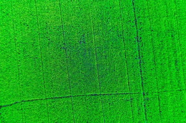 Rice Planttion Field Aerial Shot Drone Green Paddy Field — Stock Photo, Image