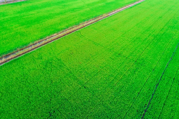 Rice planttion field aerial shot from drone
