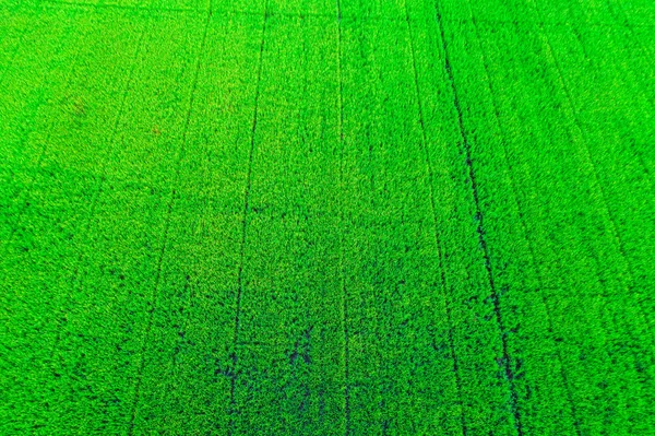 水稻梯田空中拍摄绿色背景 — 图库照片