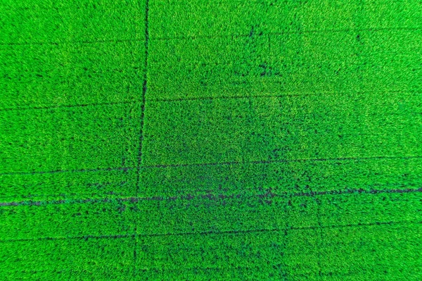 Pirinç planttion alan hava ateş dron