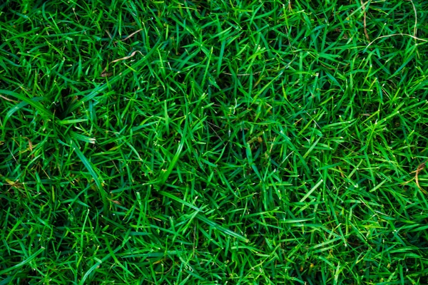 Green Fresh Grass Top View Nature Background Plant Texture — Stock Photo, Image