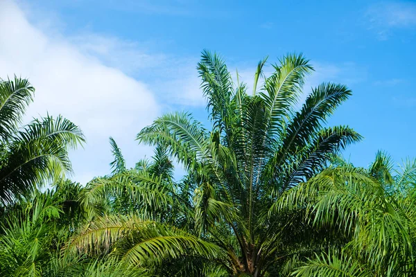 Palmiye yağı ağaç ekimi mavi gökyüzü, enerji petrol sanayi