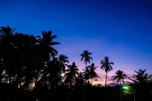 Siluet Hindistan cevizi hurma ağacı sabah gündoğumu doğa arka planda