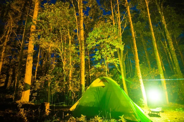 Ночью Кемпинг Сосновом Лесу Цветной Светящийся Шатер — стоковое фото