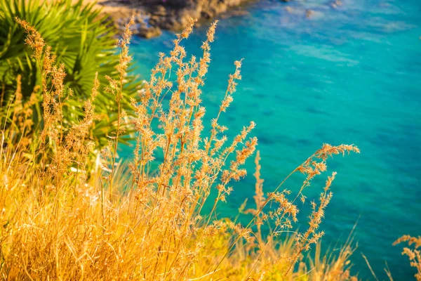 Beautiful Stone Rocky Sea Beach Yellow Grass Phuket Island Thailand — Stock Photo, Image