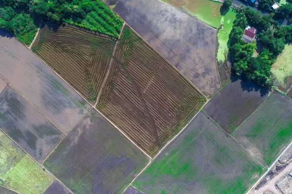顶部视图准备用无人机为水稻种植园拍照 — 图库照片