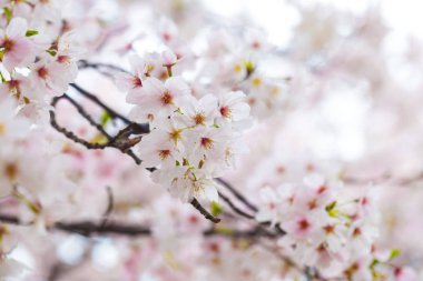 Japonya sakura çiçek ağaç dalı üzerinde Kapat