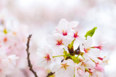 Japonya sakura çiçek ağaç dalı üzerinde Kapat