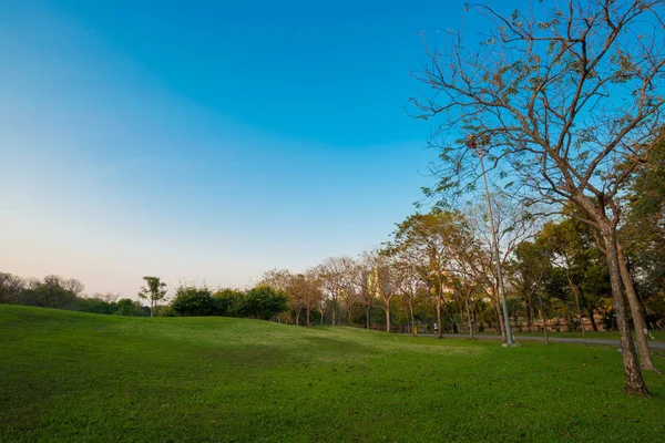 Vacker Park Gröna Landskap Med Äng Gräsplan Medan Sunset — Stockfoto