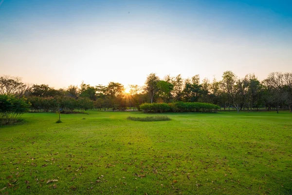 Schöne Park Grüne Landschaft Mit Wiese Gras Feld Bei Sonnenuntergang — Stockfoto
