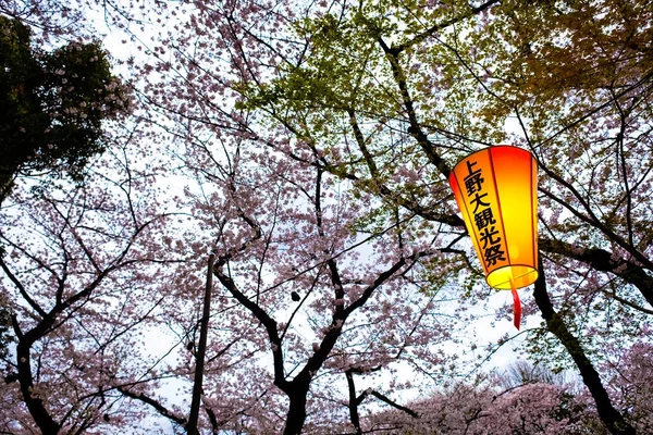 Japan lantern festival in sakura park twilight at Tokyo, Japan