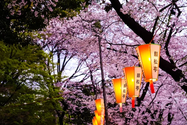 Japan Lanternafestival Sakura Park Twilight Tokyo Japan — Stockfoto