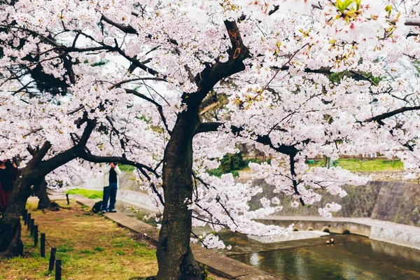 Skura Ροζ Άνθος Λουλουδιών Άνοιξη Μονοπάτι Και Riverside Τόκιο Της — Φωτογραφία Αρχείου
