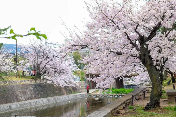 Рожевий Вишні Сакура Квіти Березі Річки Осінній Сцени Японія — стокове фото