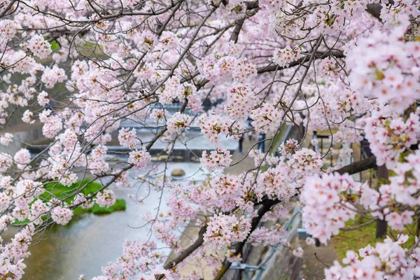 Рожевий Вишні Сакура Квіти Березі Річки Осінній Сцени Японія — стокове фото