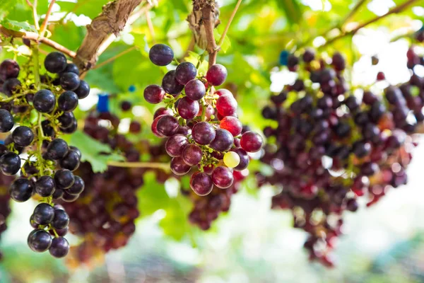 Raisin Sur Branche Vigne Industrie Agricole — Photo