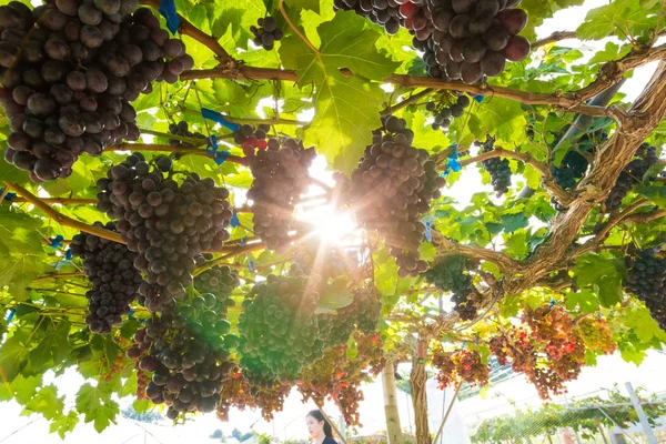 Grape on vine tree branch agricultural industry