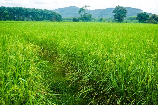 Latar Belakang Hijau Pertanian Perkebunan Padi — Stok Foto