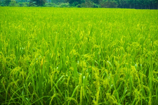 Reisplantage Landwirtschaftlicher Bio Bauernhof Grüner Hintergrund — Stockfoto