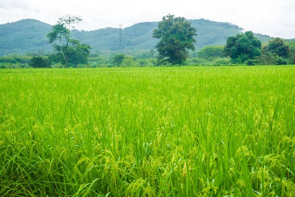 Campo Arroz Verde Mañana Después Del Fondo Montaña Lluvia —  Fotos de Stock