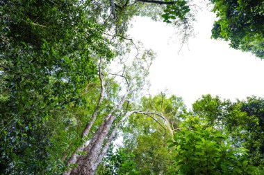 Yeşil ağaç bakış beyaz gökyüzü için metin, yeşillik derin orman üzerinde yaprak