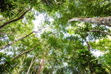 Yeşil ağaç bakış beyaz gökyüzü için metin, yeşillik derin orman üzerinde yaprak