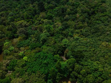 Derin yağmur ormanları yeşil ağaç güneşli gün kırsal, üstten görünüm