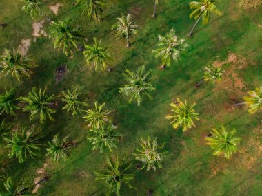 Sabah yeşil arka planda gölge ile deniz sahilde Hindistan cevizi hurma ağacı üstten görünüm