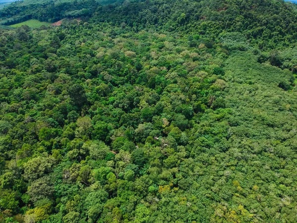 Derin yağmur ormanları yeşil ağaç güneşli gün kırsal, üstten görünüm