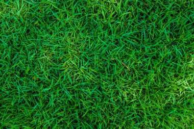 Fress yeşil çim arka plan doğa çayır, yeşil desen